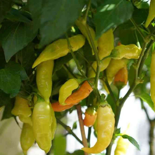 PEPPER 'Sugar Rush Peach' --Capsicum baccatum--