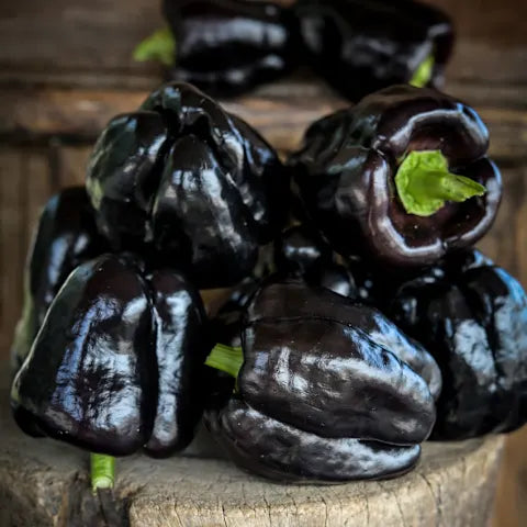 PEPPER 'Zulu'