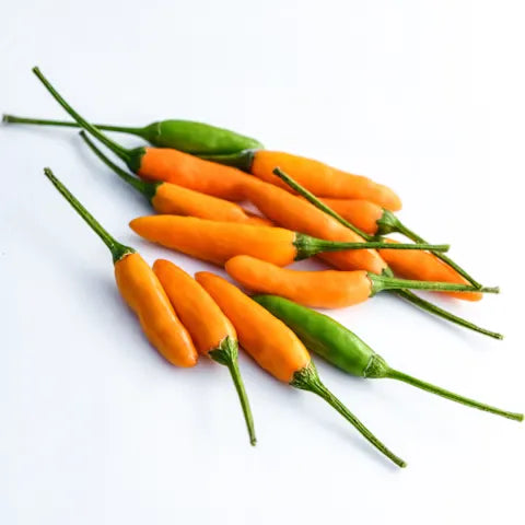 PEPPER 'Yellow Chile Pequin'