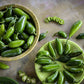 PEPPER 'Jalapeño TAM'