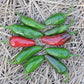 PEPPER 'Jalapeño TAM'