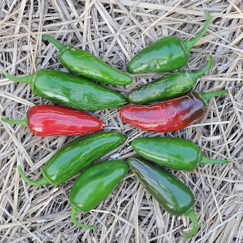 PEPPER 'Jalapeño TAM'
