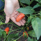 PEPPER 'Orange Spice Jalapeño'