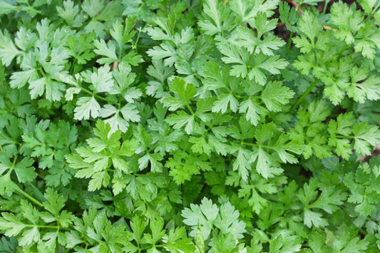 PARSLEY 'Hilmar' --Petroselinum crispum--