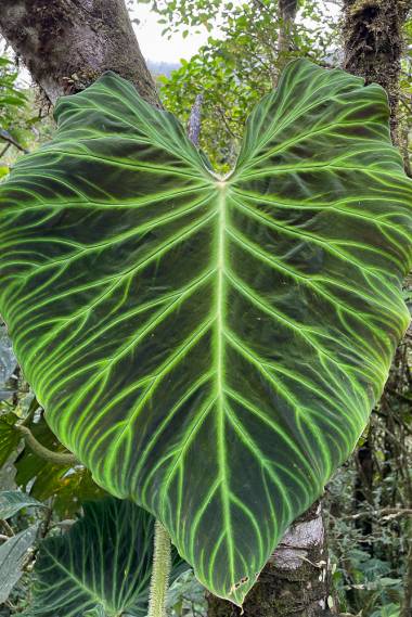 Philodendron verrucosum --Ecuador Philodendron--