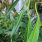 Philodendron crassinervium
