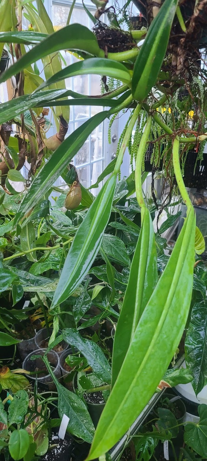 Philodendron crassinervium