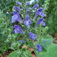 Scutellaria ovata --Heartleaf Skullcap--