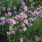 Physostegia virginiana --Fall Obedient plant--