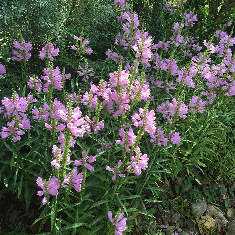 Physostegia virginiana --Fall Obedient plant--