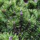 Pinus mugo var. mughus --Dwarf Swiss Mountain Pine--