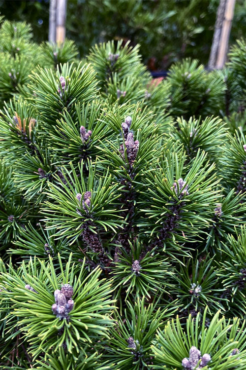 Pinus mugo var. mughus --Dwarf Swiss Mountain Pine--