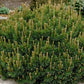 Pinus mugo var. mughus --Dwarf Swiss Mountain Pine--