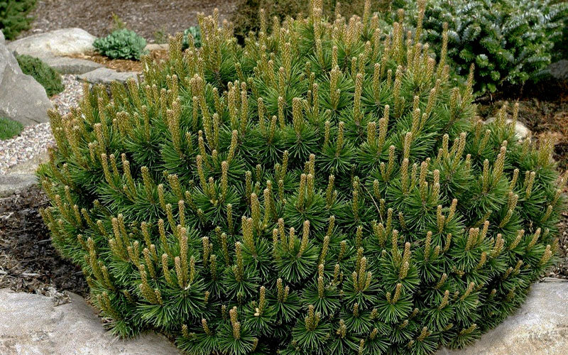 Pinus mugo var. mughus --Dwarf Swiss Mountain Pine--