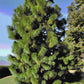 Pinus yunnanensis var. yunnanensis --Yunnan Pine--