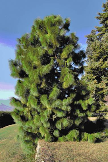 Pinus yunnanensis var. yunnanensis --Yunnan Pine--