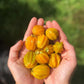 STAR CHERRY --Eugenia selloi--