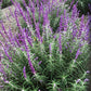 Salvia hybrida --Lavender Blue Dilly Sage--