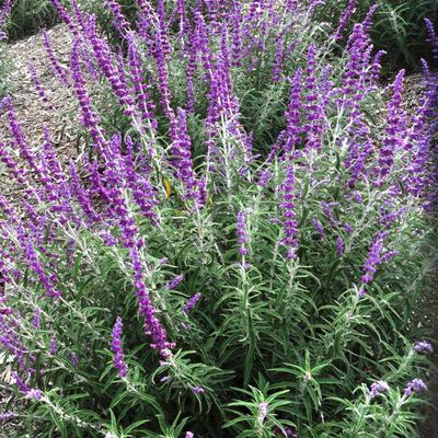 Salvia hybrida --Lavender Blue Dilly Sage--