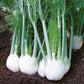 FENNEL 'Sweet' --Foeniculum vulgare var. dulce--