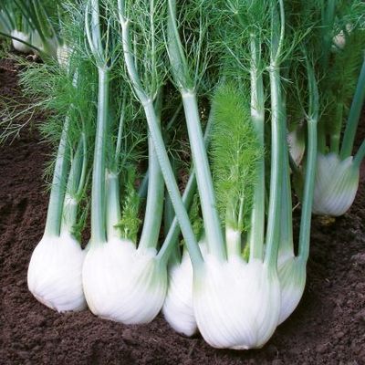 FENNEL 'Sweet' --Foeniculum vulgare var. dulce--