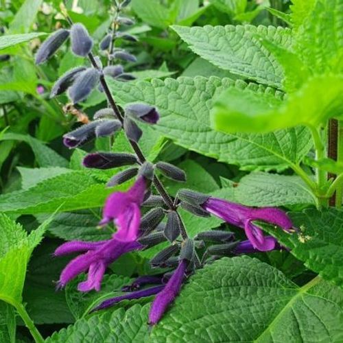 Salvia guaranitica x. --Magenta Burst Sage--