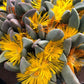 Pleiospilos compactus --Split Rock Mimicry Plant--