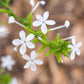 Plumbago scandens --Doctorbush--