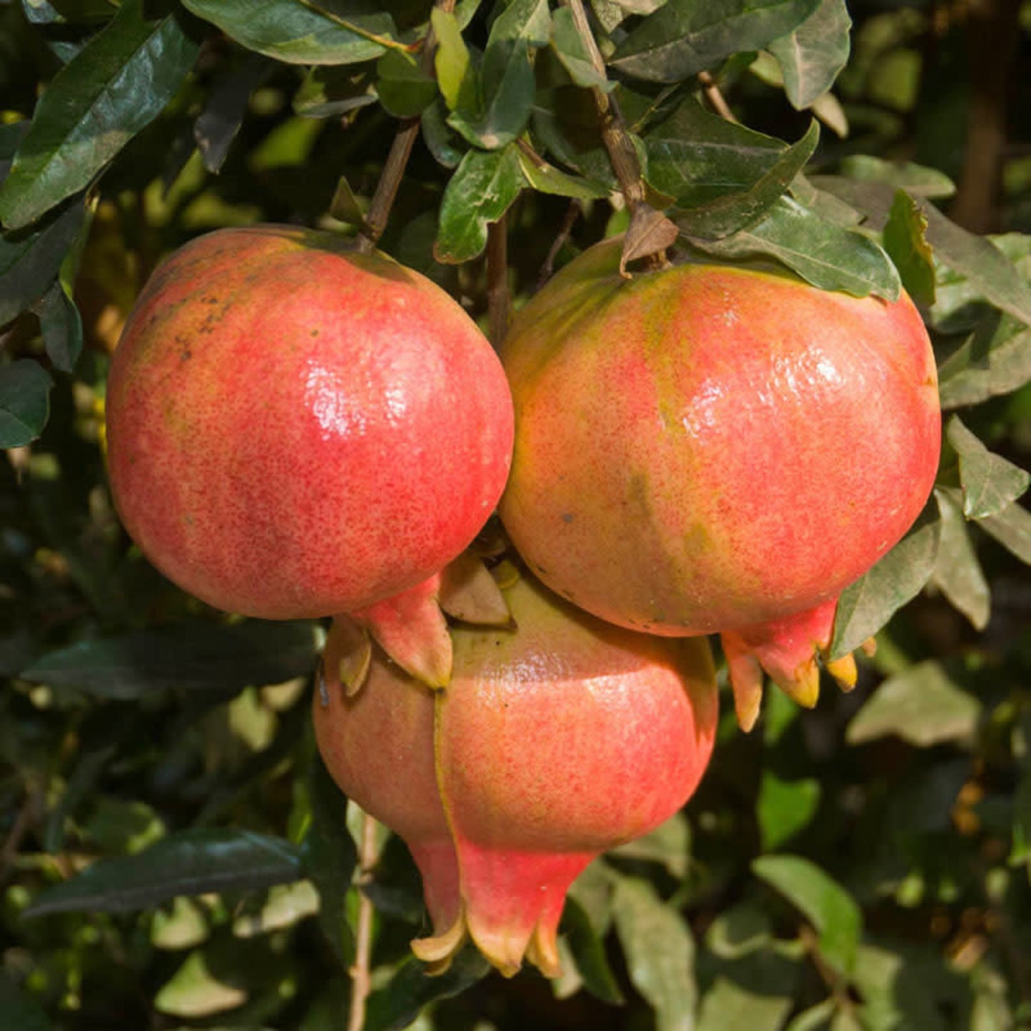 POMEGRANATE 'Ambrosia' --Punica granatum--