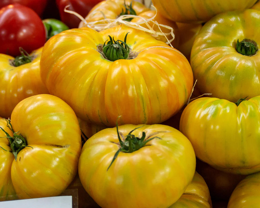 TOMATO 'Pork Chop'
