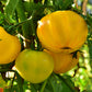 TOMATO 'Pork Chop'