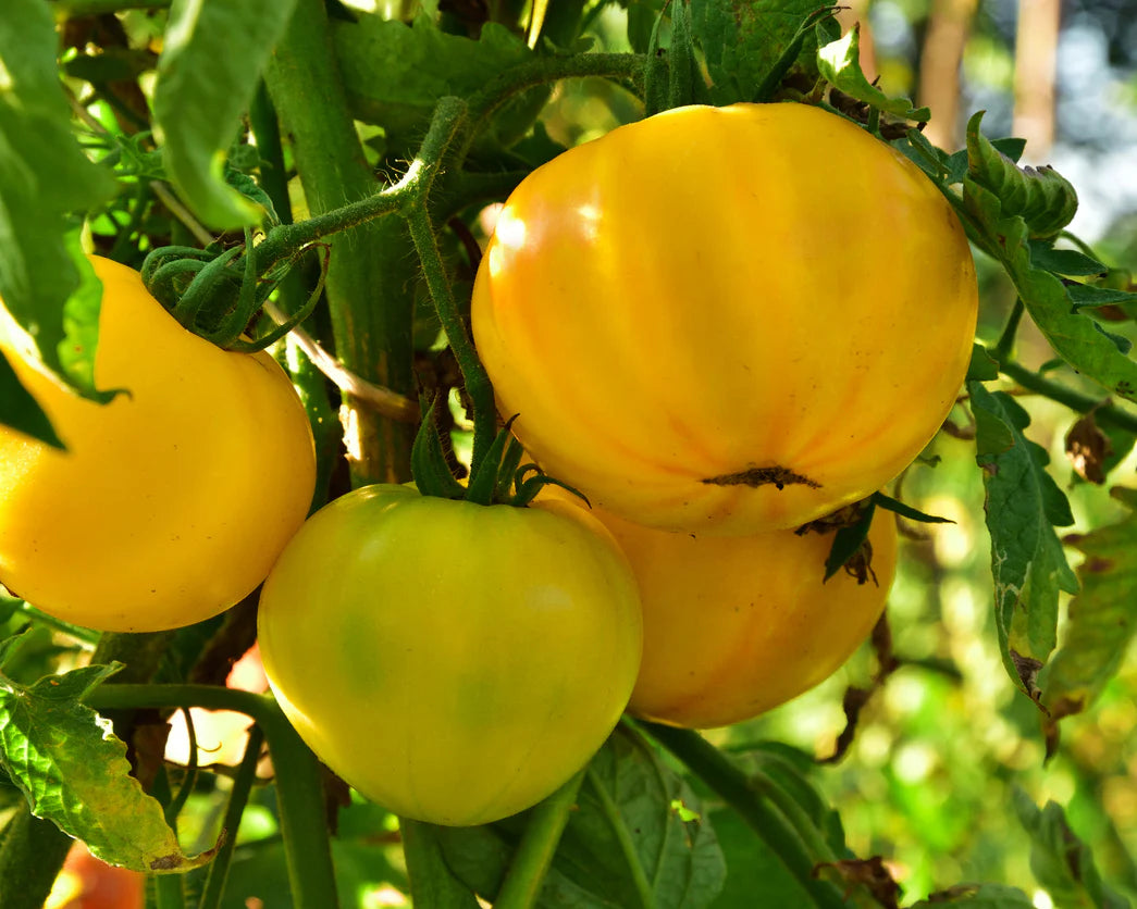 TOMATO 'Pork Chop'