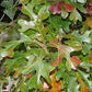 Quercus stellata --Post Oak--