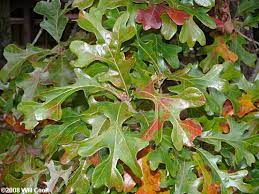 Quercus stellata --Post Oak--