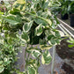 Epipremnum aureum --N' Joy Pothos--