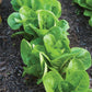 LETTUCE 'Little Gem'