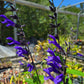 Salvia guaranitica --Ultraviolet Sage--