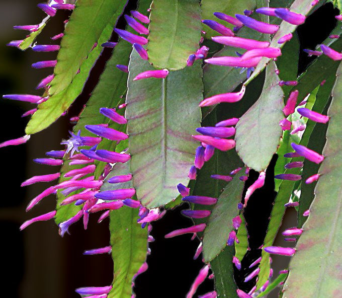 Pseudorhipsalis amazonica --Blue Flame Rhipsalis--