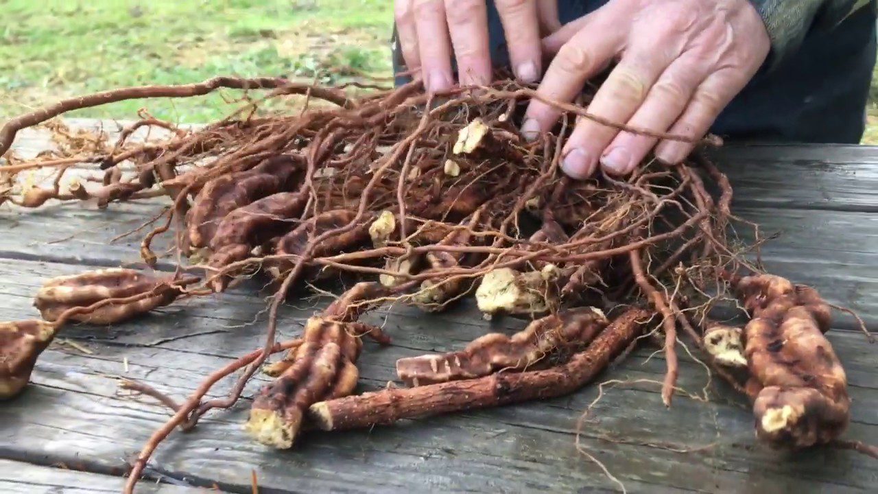 FO-TI --Polygonum multiforum--