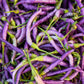 PEPPER 'Purple Cayenne'