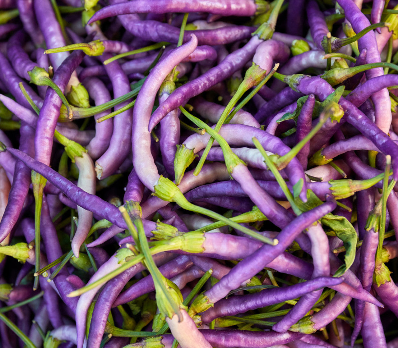 PEPPER 'Purple Cayenne'