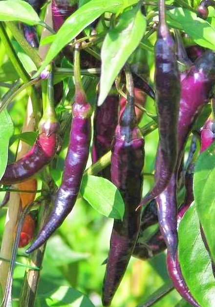 PEPPER 'Purple Cayenne'