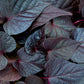 SWEET POTATO 'Purple Heart'