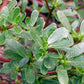 PURSLANE 'Gruner Red'