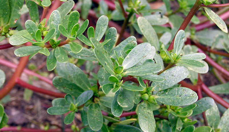 PURSLANE 'Gruner Red'