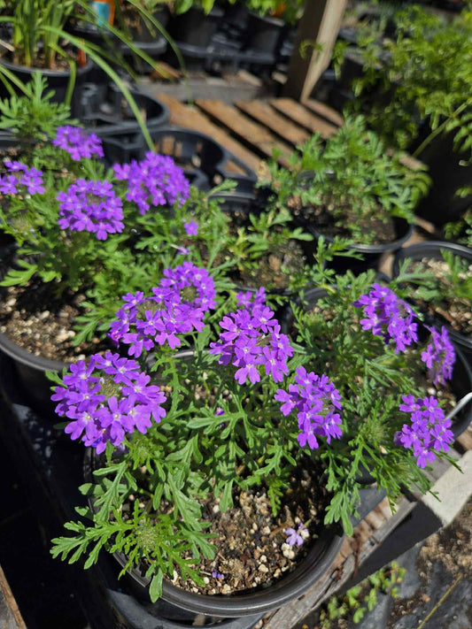 Glandularia bipennitifida --Prairie Verbena--