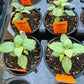 BASIL 'EverLeaf Thai Towers' --Ocimum basilicum--