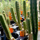 Trichocereus pachanoi 'Alpine x Dafq'