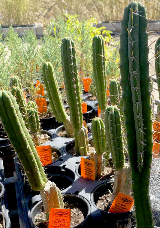 Trichocereus pachanoi 'Alpine x Dafq'