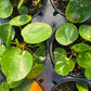 Pilea peperomioides 'White Splash' --Variegated Chinese Money Plant--